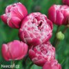 ruzovy plnokvety tulipan top lips 6