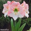 růžový hvězdník amaryllis appleblossom 5