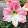 růžový hvězdník amaryllis appleblossom 1