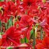 červený hvězdník amaryllis red lion 2