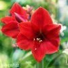 červený hvězdník amaryllis red lion 3