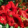 červený hvězdník amaryllis red lion 4
