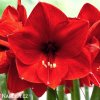 červený hvězdník amaryllis red lion 5