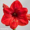 červený hvězdník amaryllis red lion 1
