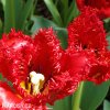 cerveny trepenity tulipan crystal beauty 2