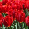 cerveny trepenity tulipan crystal beauty 3