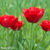 cerveny trepenity tulipan crystal beauty 4
