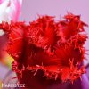 cerveny trepenity tulipan crystal beauty 5