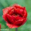 cerveny trepenity tulipan crystal beauty 6