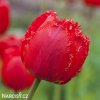 cerveny trepenity tulipan crystal beauty 1
