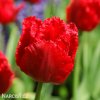 cerveny trepenity tulipan crystal beauty 0