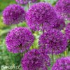 fialovy cesnek allium purple sensation 2