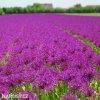 fialovy cesnek allium purple sensation 3