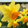 žlutooranžový narcis juanita 2