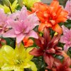 lilie smes plnokvetych asijskych lilii mix 4