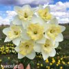 narcis split changing colours 2