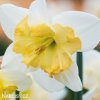 narcis split changing colours 3