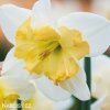 narcis split changing colours 3