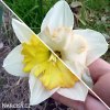 narcis split changing colours 5