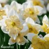narcis split changing colours 6