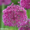 ruzovy cesnek allium stipitatum 4