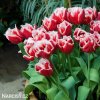 cervenobily trepenity tulipan canasta 2