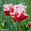 cervenobily trepenity tulipan canasta 5