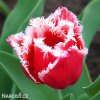 cervenobily trepenity tulipan canasta 1