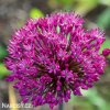 ruzovy cesnek allium stipitatum 1
