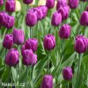 fialovy tulipan triumph purple prince 2