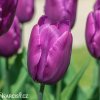fialovy tulipan triumph purple prince 3