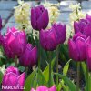 fialovy tulipan triumph purple prince 4