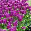 fialovy tulipan triumph purple prince 5