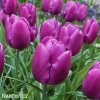 fialovy tulipan triumph purple prince 6