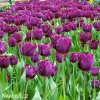 fialovy tulipan triumph purple prince 7