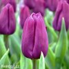 fialovy tulipan triumph purple prince 1