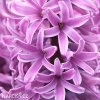 ruzovy hyacint paul hermann 6
