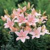 Lilie Pink 6