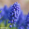 Modřenec Muscari armeniacum 2