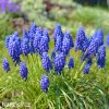 Modřenec Muscari armeniacum 3