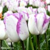 bilo fialovy tulipan triumph shirley 3