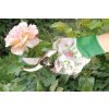 Zahradnické nůžky - Růže