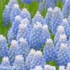 Modřenec Muscari Peppermint 1