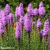 fialova suskarda liatris spicata 4