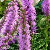 fialova suskarda liatris spicata 8