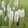 suskarda liatris floristan alba 2