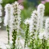 suskarda liatris floristan alba 3