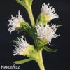 suskarda liatris floristan alba 6