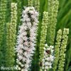 suskarda liatris floristan alba 7