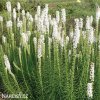 suskarda liatris floristan alba 8